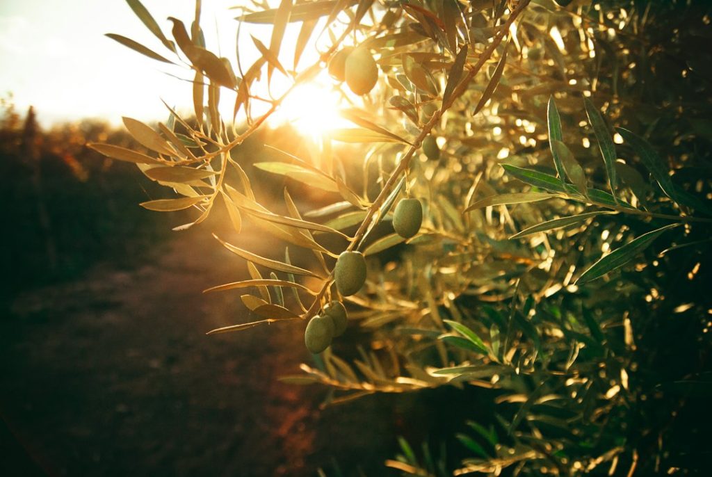 green-plant-with-yellow-flowers-xwijl2q3xam